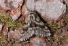 Lycia pomonaria